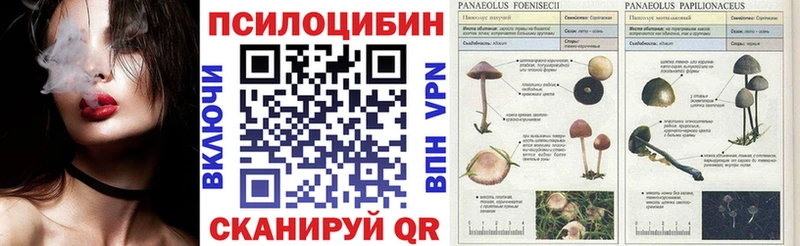 Псилоцибиновые грибы мицелий гидра как войти Почеп купить сайты